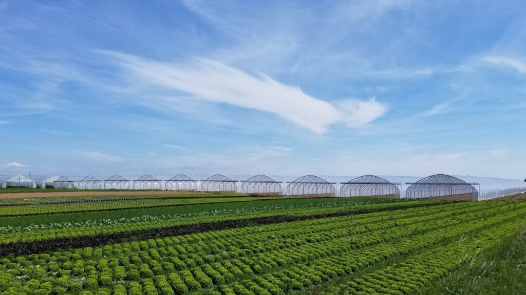 solar, sera, sere, solarii, transilvania, moldova, botosani, oltenia, folie, sticla, multiart, multimed, tunel vertical, easyart, nordiart, simplu, glassart, hobby, botanic garden, cercetare, storeart, farmart, ciupercarie, ciupercarii, activitati recreative, fotovoltaic, venlosun, multisun, umbrire, lalele, capsuni, generator, generatoare, floricultura, pepiniera, policarbonat, gradina botanica, gradini botanice, flori, finantare fonduri europene, ghivece, arce, culme, hidroponic, struguri, professional, tanar fermier, cultivare legume, gaz metan, livezi rosii, fertirigare, ecran umbrire, castraveti, rasaduri familie, pereti verticali, submasura 4.1, cresterea animalelor, depozitare, stocare, Italian, calla, rosa, magnolia, mughetto, girasole, sere transilvania, sere moldova, sere dobrogea, sere muntenia, sere oltenia, sere banat, sere crisana, sere bucovina, sere maramures, solarii transilvania, solarii moldova, solarii dobrogea, solarii muntenia, solarii oltenia, solarii banat, solarii crisana, solarii bucovina, solarii maramures, sere solarii satu mare, sere solarii baia mare, maramures, sere solarii suceava, sere solarii botosani, sere solarii bihor, oradea, sere solarii salaj, zalau, sere solarii bistrita, sere solarii piatra neamt, sere solarii iasi, sere solarii cluj napoca, sere solarii tirgu mures, sere solarii miercurea ciuc, harghita, sere solarii bacau, sere solarii vaslui, sere solarii arad, sere solarii alba iulia, sere solarii timis, timisoara, sere solarii deva, hunedoara, sere solarii sibiu, sere solarii brasov, sere solarii sfantu gheorghe, covasna, sere solarii focsani, sere solarii galati, sere solarii timisoara, sere solarii caras severin, sere solarii resita, sere solarii vrancea, sere solarii gorj, sere solarii tirgu jiu, sere solarii ramnicu valcea, sere solarii arges, sere solarii pitesti, sere solarii targoviste, sere solarii dambovita, sere solarii prahova, ploiesti, sere solarii pitesti, sere solarii buzau, sere solarii braila, sere solarii tulcea, sere solarii mehedinti, sere solarii drobeta turnu severin, sere solarii dolj, sere solarii craiova, sere solarii slatina, sere solarii olt, sere solarii teleorman, sere solarii alexandria, sere solarii giurgiu, sere solarii ilfov, sere solarii bucuresti, slobozia, sere solarii ialomita, sere solarii calarasi, sere solarii constanta, sere solarii tulcea, sere romania, europrogress, ciupercarii la cheie, preturi europrogres, sere sticla, cat costa o sera din sticla, europrogress srl, sere din sticla, accesorii solar, sera policarbonat, europrogress, serre, sere la cheie, ciupercarii la cheie, profile prindere folie solar si sere, sera din sticla, incalzire sere, sere si solarii, sere galati, solarii romania, solarii hobby, sera tunel, accesorii solarii legume, sere profesionale, sere din policarbonat de vanzare, accesorii solarii ciupercarie, solarii transilvania, sere solarii, sere agricole, sera din policarbonat, solarii profesionale, pret folie, solar ciupercarie la cheie, pret ciupercarie la cheie, preturi solarii, euro progres, sere metalice