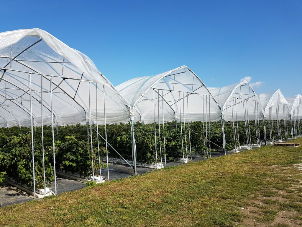 solar, sera, sere, solarii, transilvania, moldova, botosani, oltenia, folie, sticla, multiart, multimed, tunel vertical, easyart, nordiart, simplu, glassart, hobby, botanic garden, cercetare, storeart, farmart, ciupercarie, ciupercarii, activitati recreative, fotovoltaic, venlosun, multisun, umbrire, lalele, capsuni, generator, generatoare, floricultura, pepiniera, policarbonat, gradina botanica, gradini botanice, flori, finantare fonduri europene, ghivece, arce, culme, hidroponic, struguri, professional, tanar fermier, cultivare legume, gaz metan, livezi rosii, fertirigare, ecran umbrire, castraveti, rasaduri familie, pereti verticali, submasura 4.1, cresterea animalelor, depozitare, stocare, Italian, calla, rosa, magnolia, mughetto, girasole, sere transilvania, sere moldova, sere dobrogea, sere muntenia, sere oltenia, sere banat, sere crisana, sere bucovina, sere maramures, solarii transilvania, solarii moldova, solarii dobrogea, solarii muntenia, solarii oltenia, solarii banat, solarii crisana, solarii bucovina, solarii maramures, sere solarii satu mare, sere solarii baia mare, maramures, sere solarii suceava, sere solarii botosani, sere solarii bihor, oradea, sere solarii salaj, zalau, sere solarii bistrita, sere solarii piatra neamt, sere solarii iasi, sere solarii cluj napoca, sere solarii tirgu mures, sere solarii miercurea ciuc, harghita, sere solarii bacau, sere solarii vaslui, sere solarii arad, sere solarii alba iulia, sere solarii timis, timisoara, sere solarii deva, hunedoara, sere solarii sibiu, sere solarii brasov, sere solarii sfantu gheorghe, covasna, sere solarii focsani, sere solarii galati, sere solarii timisoara, sere solarii caras severin, sere solarii resita, sere solarii vrancea, sere solarii gorj, sere solarii tirgu jiu, sere solarii ramnicu valcea, sere solarii arges, sere solarii pitesti, sere solarii targoviste, sere solarii dambovita, sere solarii prahova, ploiesti, sere solarii pitesti, sere solarii buzau, sere solarii braila, sere solarii tulcea, sere solarii mehedinti, sere solarii drobeta turnu severin, sere solarii dolj, sere solarii craiova, sere solarii slatina, sere solarii olt, sere solarii teleorman, sere solarii alexandria, sere solarii giurgiu, sere solarii ilfov, sere solarii bucuresti, slobozia, sere solarii ialomita, sere solarii calarasi, sere solarii constanta, sere solarii tulcea, sere romania, europrogress, ciupercarii la cheie, preturi europrogres, sere sticla, cat costa o sera din sticla, europrogress srl, sere din sticla, accesorii solar, sera policarbonat, europrogress, serre, sere la cheie, ciupercarii la cheie, profile prindere folie solar si sere, sera din sticla, incalzire sere, sere si solarii, sere galati, solarii romania, solarii hobby, sera tunel, accesorii solarii legume, sere profesionale, sere din policarbonat de vanzare, accesorii solarii ciupercarie, solarii transilvania, sere solarii, sere agricole, sera din policarbonat, solarii profesionale, pret folie, solar ciupercarie la cheie, pret ciupercarie la cheie, preturi solarii, euro progres, sere metalice