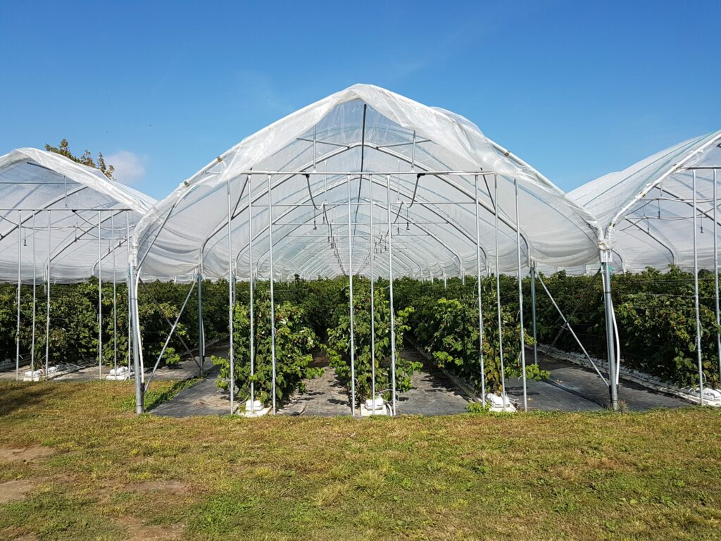 solar, sera, sere, solarii, transilvania, moldova, botosani, oltenia, folie, sticla, multiart, multimed, tunel vertical, easyart, nordiart, simplu, glassart, hobby, botanic garden, cercetare, storeart, farmart, ciupercarie, ciupercarii, activitati recreative, fotovoltaic, venlosun, multisun, umbrire, lalele, capsuni, generator, generatoare, floricultura, pepiniera, policarbonat, gradina botanica, gradini botanice, flori, finantare fonduri europene, ghivece, arce, culme, hidroponic, struguri, professional, tanar fermier, cultivare legume, gaz metan, livezi rosii, fertirigare, ecran umbrire, castraveti, rasaduri familie, pereti verticali, submasura 4.1, cresterea animalelor, depozitare, stocare, Italian, calla, rosa, magnolia, mughetto, girasole, sere transilvania, sere moldova, sere dobrogea, sere muntenia, sere oltenia, sere banat, sere crisana, sere bucovina, sere maramures, solarii transilvania, solarii moldova, solarii dobrogea, solarii muntenia, solarii oltenia, solarii banat, solarii crisana, solarii bucovina, solarii maramures, sere solarii satu mare, sere solarii baia mare, maramures, sere solarii suceava, sere solarii botosani, sere solarii bihor, oradea, sere solarii salaj, zalau, sere solarii bistrita, sere solarii piatra neamt, sere solarii iasi, sere solarii cluj napoca, sere solarii tirgu mures, sere solarii miercurea ciuc, harghita, sere solarii bacau, sere solarii vaslui, sere solarii arad, sere solarii alba iulia, sere solarii timis, timisoara, sere solarii deva, hunedoara, sere solarii sibiu, sere solarii brasov, sere solarii sfantu gheorghe, covasna, sere solarii focsani, sere solarii galati, sere solarii timisoara, sere solarii caras severin, sere solarii resita, sere solarii vrancea, sere solarii gorj, sere solarii tirgu jiu, sere solarii ramnicu valcea, sere solarii arges, sere solarii pitesti, sere solarii targoviste, sere solarii dambovita, sere solarii prahova, ploiesti, sere solarii pitesti, sere solarii buzau, sere solarii braila, sere solarii tulcea, sere solarii mehedinti, sere solarii drobeta turnu severin, sere solarii dolj, sere solarii craiova, sere solarii slatina, sere solarii olt, sere solarii teleorman, sere solarii alexandria, sere solarii giurgiu, sere solarii ilfov, sere solarii bucuresti, slobozia, sere solarii ialomita, sere solarii calarasi, sere solarii constanta, sere solarii tulcea, sere romania, europrogress, ciupercarii la cheie, preturi europrogres, sere sticla, cat costa o sera din sticla, europrogress srl, sere din sticla, accesorii solar, sera policarbonat, europrogress, serre, sere la cheie, ciupercarii la cheie, profile prindere folie solar si sere, sera din sticla, incalzire sere, sere si solarii, sere galati, solarii romania, solarii hobby, sera tunel, accesorii solarii legume, sere profesionale, sere din policarbonat de vanzare, accesorii solarii ciupercarie, solarii transilvania, sere solarii, sere agricole, sera din policarbonat, solarii profesionale, pret folie, solar ciupercarie la cheie, pret ciupercarie la cheie, preturi solarii, euro progres, sere metalice