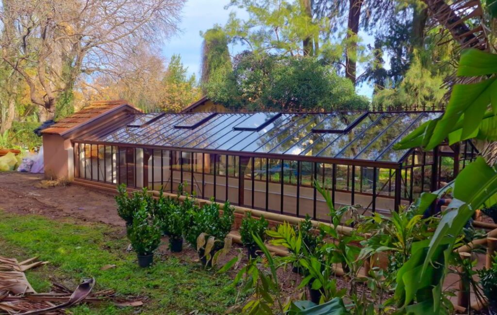 sera sticla anemone special