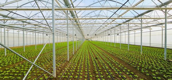 sera profesionala Multiart 9600 exterior interior sera profesionala salata structura metalica sera industriala