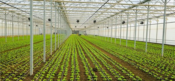 sera profesionala Multiart 9600 exterior interior sera profesionala salata structura metalica sera industriala