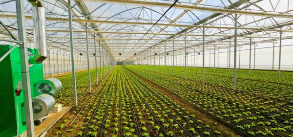 sera profesionala Multiart 9600 exterior interior sera profesionala salata structura metalica sera industriala