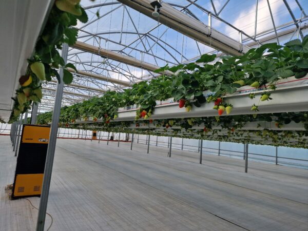 sera profesionala Multiart 9600 exterior interior sera hidroponica capsuni structura metalica sera industriala