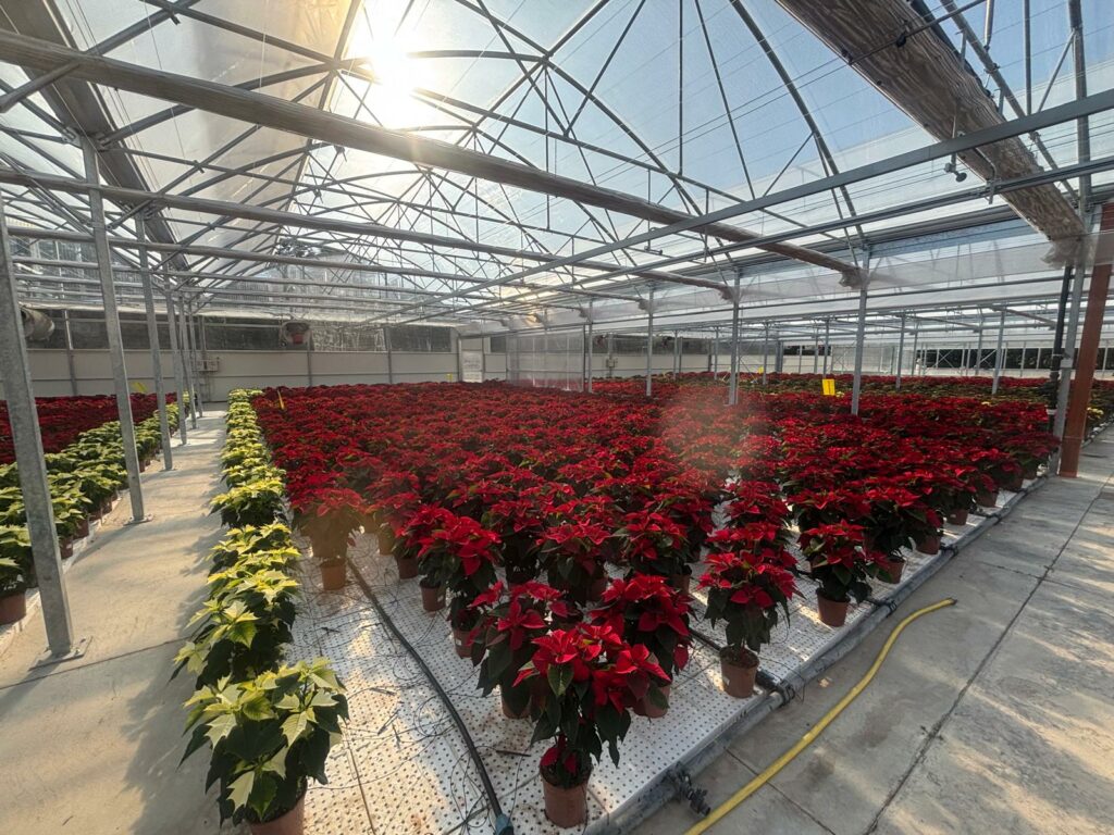 sera profesionala flori