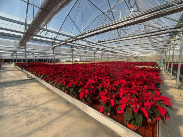 sere profesionale europrogress