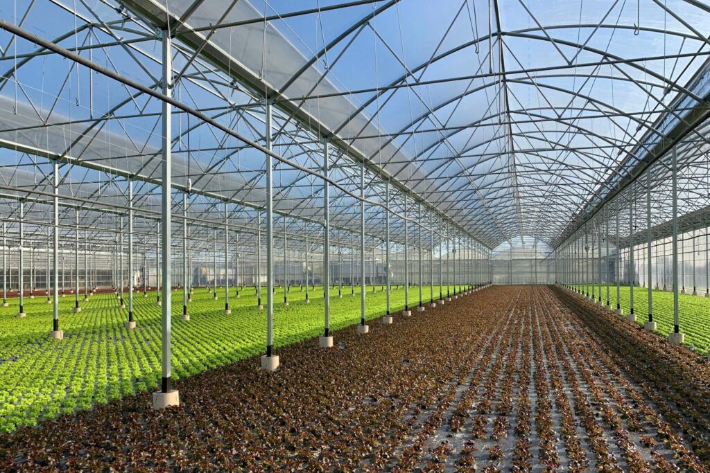 solar, sera, sere, solarii, transilvania, moldova, botosani, oltenia, folie, sticla, multiart, multimed, tunel vertical, easyart, nordiart, simplu, glassart, hobby, botanic garden, cercetare, storeart, farmart, ciupercarie, ciupercarii, activitati recreative, fotovoltaic, venlosun, multisun, umbrire, lalele, capsuni, generator, generatoare, floricultura, pepiniera, policarbonat, gradina botanica, gradini botanice, flori, finantare fonduri europene, ghivece, arce, culme, hidroponic, struguri, professional, tanar fermier, cultivare legume, gaz metan, livezi rosii, fertirigare, ecran umbrire, castraveti, rasaduri familie, pereti verticali, submasura 4.1, cresterea animalelor, depozitare, stocare, Italian, calla, rosa, magnolia, mughetto, girasole, sere transilvania, sere moldova, sere dobrogea, sere muntenia, sere oltenia, sere banat, sere crisana, sere bucovina, sere maramures, solarii transilvania, solarii moldova, solarii dobrogea, solarii muntenia, solarii oltenia, solarii banat, solarii crisana, solarii bucovina, solarii maramures, sere solarii satu mare, sere solarii baia mare, maramures, sere solarii suceava, sere solarii botosani, sere solarii bihor, oradea, sere solarii salaj, zalau, sere solarii bistrita, sere solarii piatra neamt, sere solarii iasi, sere solarii cluj napoca, sere solarii tirgu mures, sere solarii miercurea ciuc, harghita, sere solarii bacau, sere solarii vaslui, sere solarii arad, sere solarii alba iulia, sere solarii timis, timisoara, sere solarii deva, hunedoara, sere solarii sibiu, sere solarii brasov, sere solarii sfantu gheorghe, covasna, sere solarii focsani, sere solarii galati, sere solarii timisoara, sere solarii caras severin, sere solarii resita, sere solarii vrancea, sere solarii gorj, sere solarii tirgu jiu, sere solarii ramnicu valcea, sere solarii arges, sere solarii pitesti, sere solarii targoviste, sere solarii dambovita, sere solarii prahova, ploiesti, sere solarii pitesti, sere solarii buzau, sere solarii braila, sere solarii tulcea, sere solarii mehedinti, sere solarii drobeta turnu severin, sere solarii dolj, sere solarii craiova, sere solarii slatina, sere solarii olt, sere solarii teleorman, sere solarii alexandria, sere solarii giurgiu, sere solarii ilfov, sere solarii bucuresti, slobozia, sere solarii ialomita, sere solarii calarasi, sere solarii constanta, sere solarii tulcea, sere romania, europrogress, ciupercarii la cheie, preturi europrogres, sere sticla, cat costa o sera din sticla, europrogress srl, sere din sticla, accesorii solar, sera policarbonat, europrogress, serre, sere la cheie, ciupercarii la cheie, profile prindere folie solar si sere, sera din sticla, incalzire sere, sere si solarii, sere galati, solarii romania, solarii hobby, sera tunel, accesorii solarii legume, sere profesionale, sere din policarbonat de vanzare, accesorii solarii ciupercarie, solarii transilvania, sere solarii, sere agricole, sera din policarbonat, solarii profesionale, pret folie, solar ciupercarie la cheie, pret ciupercarie la cheie, preturi solarii, euro progres, sere metalice