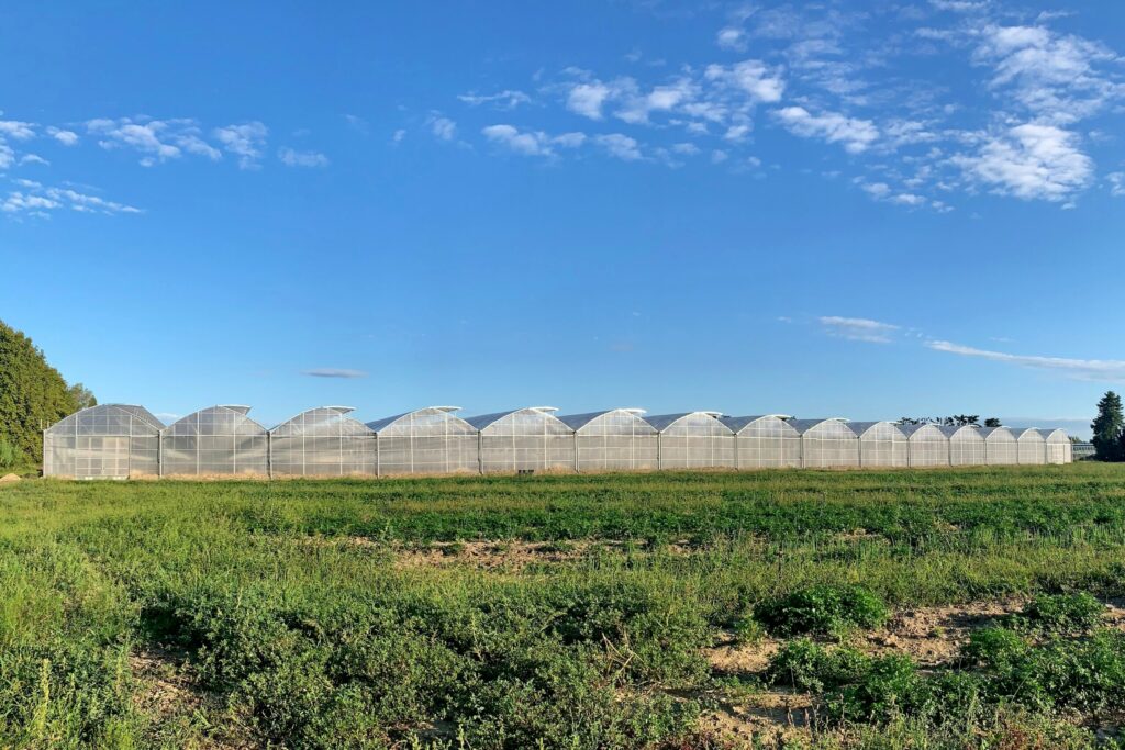 solar, sera, sere, solarii, transilvania, moldova, botosani, oltenia, folie, sticla, multiart, multimed, tunel vertical, easyart, nordiart, simplu, glassart, hobby, botanic garden, cercetare, storeart, farmart, ciupercarie, ciupercarii, activitati recreative, fotovoltaic, venlosun, multisun, umbrire, lalele, capsuni, generator, generatoare, floricultura, pepiniera, policarbonat, gradina botanica, gradini botanice, flori, finantare fonduri europene, ghivece, arce, culme, hidroponic, struguri, professional, tanar fermier, cultivare legume, gaz metan, livezi rosii, fertirigare, ecran umbrire, castraveti, rasaduri familie, pereti verticali, submasura 4.1, cresterea animalelor, depozitare, stocare, Italian, calla, rosa, magnolia, mughetto, girasole, sere transilvania, sere moldova, sere dobrogea, sere muntenia, sere oltenia, sere banat, sere crisana, sere bucovina, sere maramures, solarii transilvania, solarii moldova, solarii dobrogea, solarii muntenia, solarii oltenia, solarii banat, solarii crisana, solarii bucovina, solarii maramures, sere solarii satu mare, sere solarii baia mare, maramures, sere solarii suceava, sere solarii botosani, sere solarii bihor, oradea, sere solarii salaj, zalau, sere solarii bistrita, sere solarii piatra neamt, sere solarii iasi, sere solarii cluj napoca, sere solarii tirgu mures, sere solarii miercurea ciuc, harghita, sere solarii bacau, sere solarii vaslui, sere solarii arad, sere solarii alba iulia, sere solarii timis, timisoara, sere solarii deva, hunedoara, sere solarii sibiu, sere solarii brasov, sere solarii sfantu gheorghe, covasna, sere solarii focsani, sere solarii galati, sere solarii timisoara, sere solarii caras severin, sere solarii resita, sere solarii vrancea, sere solarii gorj, sere solarii tirgu jiu, sere solarii ramnicu valcea, sere solarii arges, sere solarii pitesti, sere solarii targoviste, sere solarii dambovita, sere solarii prahova, ploiesti, sere solarii pitesti, sere solarii buzau, sere solarii braila, sere solarii tulcea, sere solarii mehedinti, sere solarii drobeta turnu severin, sere solarii dolj, sere solarii craiova, sere solarii slatina, sere solarii olt, sere solarii teleorman, sere solarii alexandria, sere solarii giurgiu, sere solarii ilfov, sere solarii bucuresti, slobozia, sere solarii ialomita, sere solarii calarasi, sere solarii constanta, sere solarii tulcea, sere romania, europrogress, ciupercarii la cheie, preturi europrogres, sere sticla, cat costa o sera din sticla, europrogress srl, sere din sticla, accesorii solar, sera policarbonat, europrogress, serre, sere la cheie, ciupercarii la cheie, profile prindere folie solar si sere, sera din sticla, incalzire sere, sere si solarii, sere galati, solarii romania, solarii hobby, sera tunel, accesorii solarii legume, sere profesionale, sere din policarbonat de vanzare, accesorii solarii ciupercarie, solarii transilvania, sere solarii, sere agricole, sera din policarbonat, solarii profesionale, pret folie, solar ciupercarie la cheie, pret ciupercarie la cheie, preturi solarii, euro progres, sere metalice