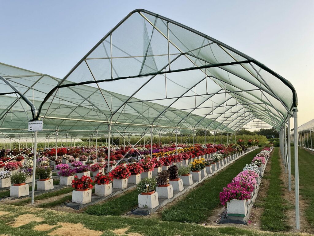 solar, sera, sere, solarii, transilvania, moldova, botosani, oltenia, folie, sticla, multiart, multimed, tunel vertical, easyart, nordiart, simplu, glassart, hobby, botanic garden, cercetare, storeart, farmart, ciupercarie, ciupercarii, activitati recreative, fotovoltaic, venlosun, multisun, umbrire, lalele, capsuni, generator, generatoare, floricultura, pepiniera, policarbonat, gradina botanica, gradini botanice, flori, finantare fonduri europene, ghivece, arce, culme, hidroponic, struguri, professional, tanar fermier, cultivare legume, gaz metan, livezi rosii, fertirigare, ecran umbrire, castraveti, rasaduri familie, pereti verticali, submasura 4.1, cresterea animalelor, depozitare, stocare, Italian, calla, rosa, magnolia, mughetto, girasole, sere transilvania, sere moldova, sere dobrogea, sere muntenia, sere oltenia, sere banat, sere crisana, sere bucovina, sere maramures, solarii transilvania, solarii moldova, solarii dobrogea, solarii muntenia, solarii oltenia, solarii banat, solarii crisana, solarii bucovina, solarii maramures, sere solarii satu mare, sere solarii baia mare, maramures, sere solarii suceava, sere solarii botosani, sere solarii bihor, oradea, sere solarii salaj, zalau, sere solarii bistrita, sere solarii piatra neamt, sere solarii iasi, sere solarii cluj napoca, sere solarii tirgu mures, sere solarii miercurea ciuc, harghita, sere solarii bacau, sere solarii vaslui, sere solarii arad, sere solarii alba iulia, sere solarii timis, timisoara, sere solarii deva, hunedoara, sere solarii sibiu, sere solarii brasov, sere solarii sfantu gheorghe, covasna, sere solarii focsani, sere solarii galati, sere solarii timisoara, sere solarii caras severin, sere solarii resita, sere solarii vrancea, sere solarii gorj, sere solarii tirgu jiu, sere solarii ramnicu valcea, sere solarii arges, sere solarii pitesti, sere solarii targoviste, sere solarii dambovita, sere solarii prahova, ploiesti, sere solarii pitesti, sere solarii buzau, sere solarii braila, sere solarii tulcea, sere solarii mehedinti, sere solarii drobeta turnu severin, sere solarii dolj, sere solarii craiova, sere solarii slatina, sere solarii olt, sere solarii teleorman, sere solarii alexandria, sere solarii giurgiu, sere solarii ilfov, sere solarii bucuresti, slobozia, sere solarii ialomita, sere solarii calarasi, sere solarii constanta, sere solarii tulcea, sere romania, europrogress, ciupercarii la cheie, preturi europrogres, sere sticla, cat costa o sera din sticla, europrogress srl, sere din sticla, accesorii solar, sera policarbonat, europrogress, serre, sere la cheie, ciupercarii la cheie, profile prindere folie solar si sere, sera din sticla, incalzire sere, sere si solarii, sere galati, solarii romania, solarii hobby, sera tunel, accesorii solarii legume, sere profesionale, sere din policarbonat de vanzare, accesorii solarii ciupercarie, solarii transilvania, sere solarii, sere agricole, sera din policarbonat, solarii profesionale, pret folie, solar ciupercarie la cheie, pret ciupercarie la cheie, preturi solarii, euro progres, sere metalice