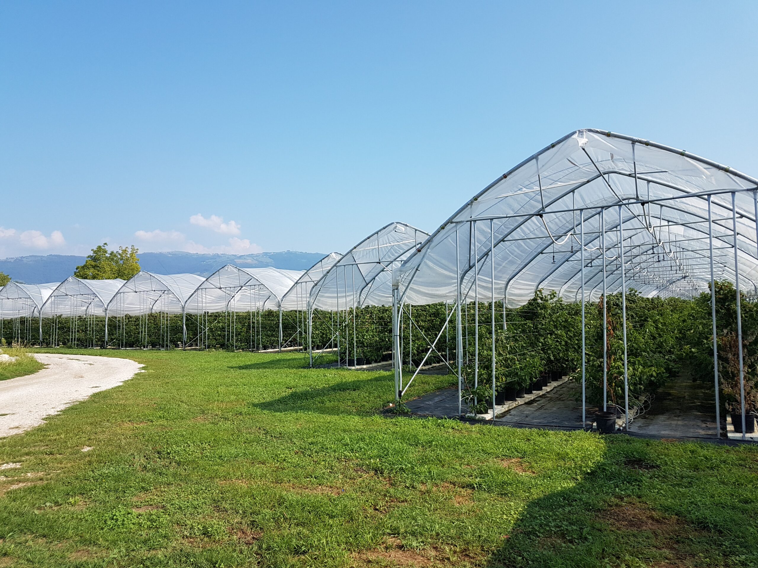 solar, sera, sere, solarii, transilvania, moldova, botosani, oltenia, folie, sticla, multiart, multimed, tunel vertical, easyart, nordiart, simplu, glassart, hobby, botanic garden, cercetare, storeart, farmart, ciupercarie, ciupercarii, activitati recreative, fotovoltaic, venlosun, multisun, umbrire, lalele, capsuni, generator, generatoare, floricultura, pepiniera, policarbonat, gradina botanica, gradini botanice, flori, finantare fonduri europene, ghivece, arce, culme, hidroponic, struguri, professional, tanar fermier, cultivare legume, gaz metan, livezi rosii, fertirigare, ecran umbrire, castraveti, rasaduri familie, pereti verticali, submasura 4.1, cresterea animalelor, depozitare, stocare, Italian, calla, rosa, magnolia, mughetto, girasole, sere transilvania, sere moldova, sere dobrogea, sere muntenia, sere oltenia, sere banat, sere crisana, sere bucovina, sere maramures, solarii transilvania, solarii moldova, solarii dobrogea, solarii muntenia, solarii oltenia, solarii banat, solarii crisana, solarii bucovina, solarii maramures, sere solarii satu mare, sere solarii baia mare, maramures, sere solarii suceava, sere solarii botosani, sere solarii bihor, oradea, sere solarii salaj, zalau, sere solarii bistrita, sere solarii piatra neamt, sere solarii iasi, sere solarii cluj napoca, sere solarii tirgu mures, sere solarii miercurea ciuc, harghita, sere solarii bacau, sere solarii vaslui, sere solarii arad, sere solarii alba iulia, sere solarii timis, timisoara, sere solarii deva, hunedoara, sere solarii sibiu, sere solarii brasov, sere solarii sfantu gheorghe, covasna, sere solarii focsani, sere solarii galati, sere solarii timisoara, sere solarii caras severin, sere solarii resita, sere solarii vrancea, sere solarii gorj, sere solarii tirgu jiu, sere solarii ramnicu valcea, sere solarii arges, sere solarii pitesti, sere solarii targoviste, sere solarii dambovita, sere solarii prahova, ploiesti, sere solarii pitesti, sere solarii buzau, sere solarii braila, sere solarii tulcea, sere solarii mehedinti, sere solarii drobeta turnu severin, sere solarii dolj, sere solarii craiova, sere solarii slatina, sere solarii olt, sere solarii teleorman, sere solarii alexandria, sere solarii giurgiu, sere solarii ilfov, sere solarii bucuresti, slobozia, sere solarii ialomita, sere solarii calarasi, sere solarii constanta, sere solarii tulcea, sere romania, europrogress, ciupercarii la cheie, preturi europrogres, sere sticla, cat costa o sera din sticla, europrogress srl, sere din sticla, accesorii solar, sera policarbonat, europrogress, serre, sere la cheie, ciupercarii la cheie, profile prindere folie solar si sere, sera din sticla, incalzire sere, sere si solarii, sere galati, solarii romania, solarii hobby, sera tunel, accesorii solarii legume, sere profesionale, sere din policarbonat de vanzare, accesorii solarii ciupercarie, solarii transilvania, sere solarii, sere agricole, sera din policarbonat, solarii profesionale, pret folie, solar ciupercarie la cheie, pret ciupercarie la cheie, preturi solarii, euro progres, sere metalice