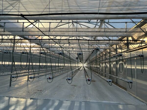 sera profesionala Multiart 9600 exterior interior sera hidroponica capsuni structura metalica sera industriala