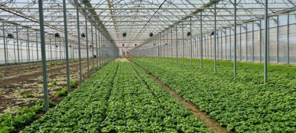 sera profesionala Multiart 9600 exterior interior sera profesionala salata structura metalica sera industriala