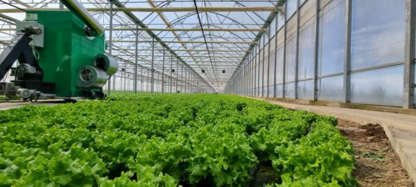 sera profesionala Multiart 9600 exterior interior sera profesionala salata structura metalica sera industriala