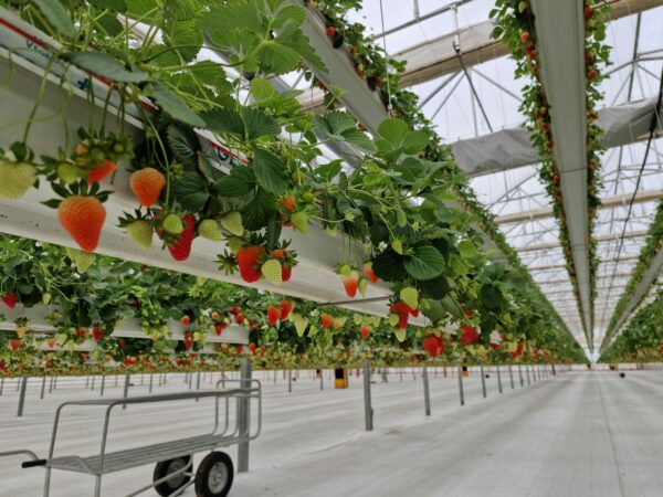 sera profesionala Multiart 9600 exterior interior sera hidroponica capsuni structura metalica sera industriala