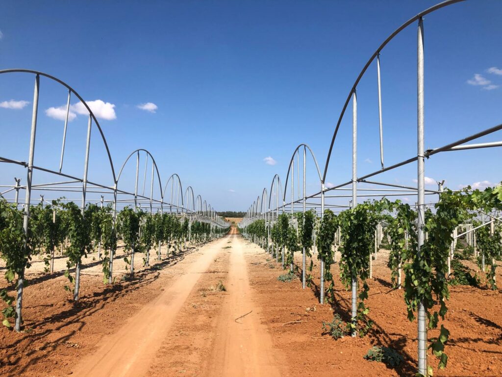 sera pentru vita de vie