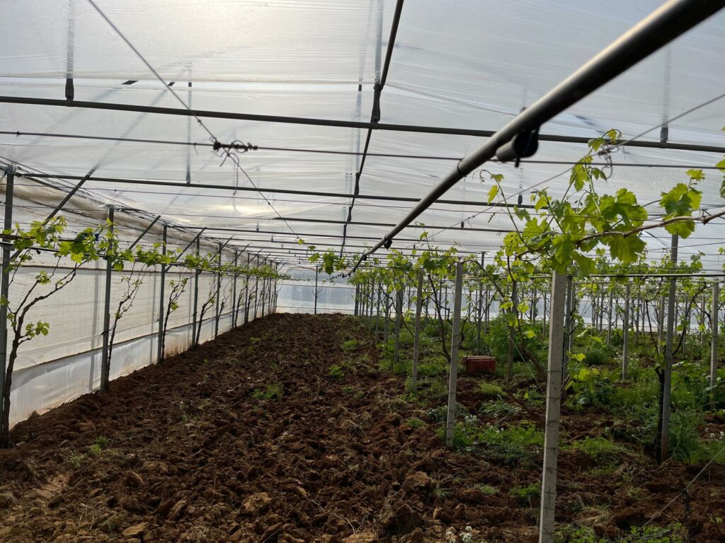 sera pentru vita de vie