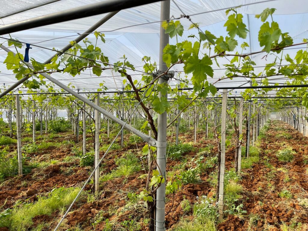 sera pentru vita de vie