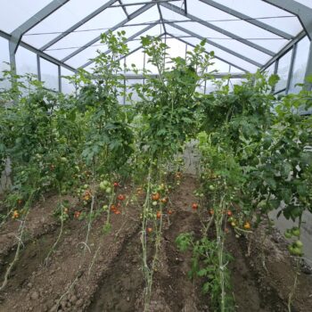 Sera sticla Dalia Giurgiu